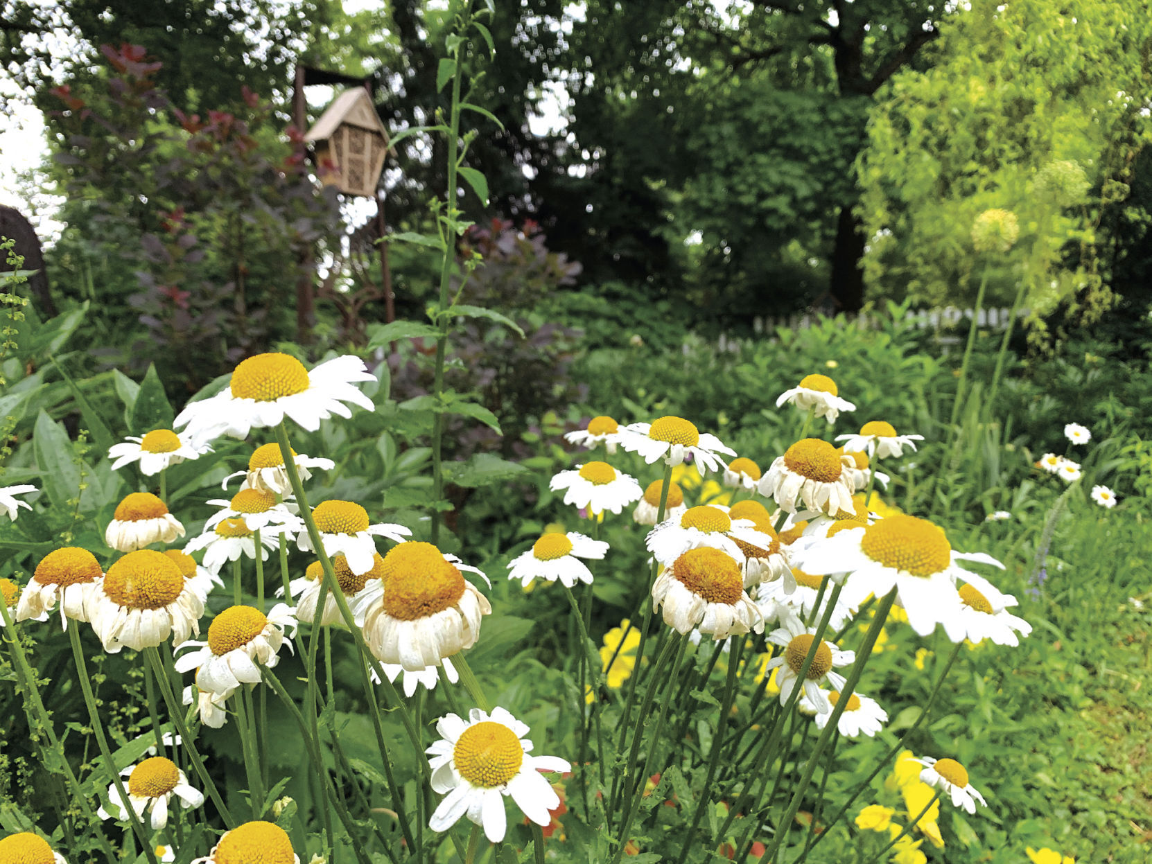 Daisies